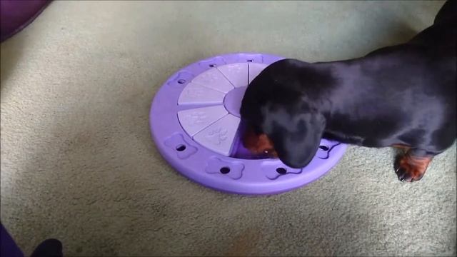 Grace the dachshund tries the Dog Twister game смотреть онлайн