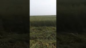 Овес на сено 27.07.2020