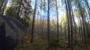 Русская гончая Побудка (Стрелка) (1,5 года). Охота на зайца беляка