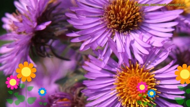 Астра кустарниковая Барс Перпл. Краткий обзор, описание aster barrs purple Barrs Purple смотреть онлайн