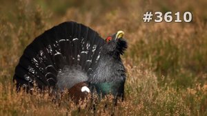 #3610. Глухари, тетерева и фазаны (В мире животных)