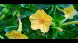 2 colours ofrudraksha flowers in my garden.