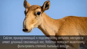 ⭐️ 5 УДИВИТЕЛЬНЫХ фактов об АНТИЛОПАХ