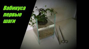 Вабикуса первые шаги