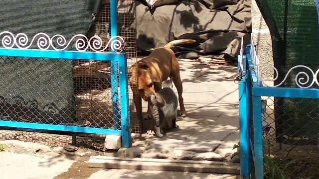 Собака помогает кошке терпеть родовые схватки. смотреть онлайн