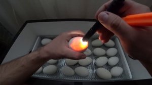 Эксперимент//Инкубация гусиного двухжелткового яйца от А до Я