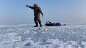 Зимняя рыбалка 2024. Рыбалка на комбайны. Как ловить навагу на комбайны.