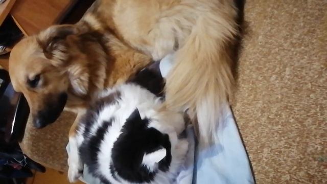 15.07.23г.Джуна и Бакс мои милашки рядом отдыхают#собакаизприюта#животныймир#кот