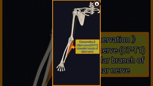 Flexor Carpi Ulnaris Muscle,O/,I,actins,
Blood & Nerve supp,anat.
relation Clincal co-relations,tes