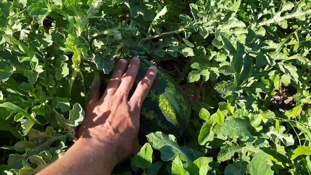 арбузы привитый на лагенарию и не привитый арбузы смотреть онлайн