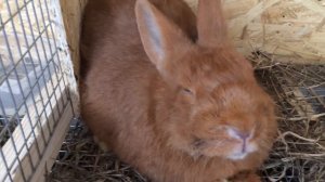 Ринит у кроликов .