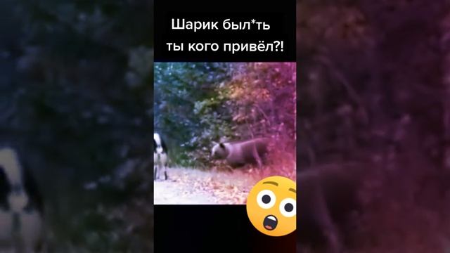 Шарик, ты в порядке?