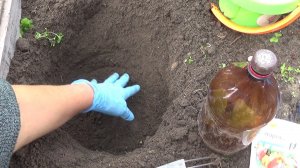 Посадка тюльпанов и лилий осенью.