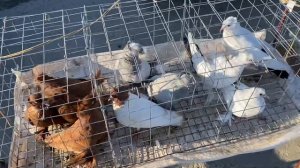 Ярмарка голубей Славянск-на-Кубани 1 часть 17.09.2023.