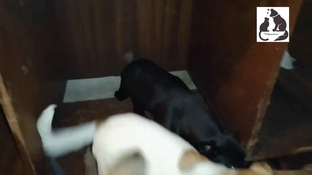 Не покупай,  Возьми из приюта!  БООЗЖ Добродетель
