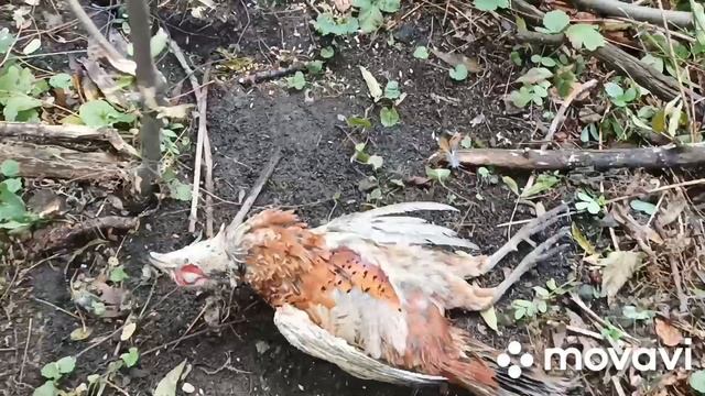 Охота петлями на фазана.Открытие сезона 2021 !!! смотреть онлайн