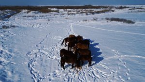 подкармливаем лошадей на тебеневке.