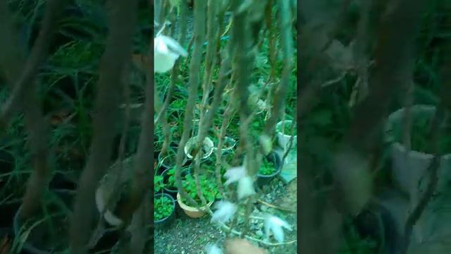 ផ្កាកេសរកូល សង្វាសូត្រដើមវែងDendrobium aphyllum or Dendrobium pierardii смотреть онлайн