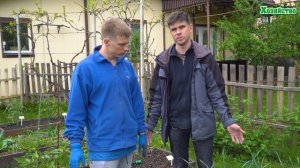 Желтеет чеснок! Обязательно посмотрите на листья чеснока чтобы не остаться без урожая!Как исправить