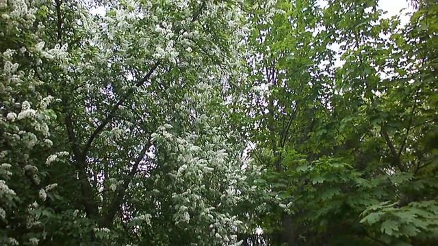 Как цветет черемуха весной