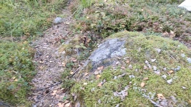 #Белые грибы #Карелии 2021 Боровички малыши смотреть онлайн