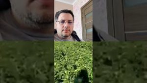 Прямой эфир Delta Peony Holland, Как выращивают пионы в Голландии.