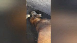 Норная охота с таксой...