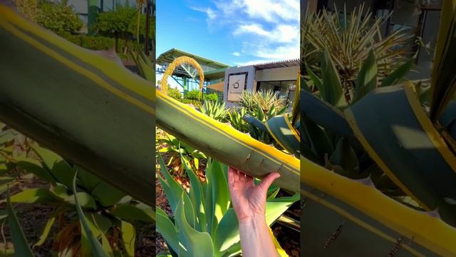 Agave Americana variegata