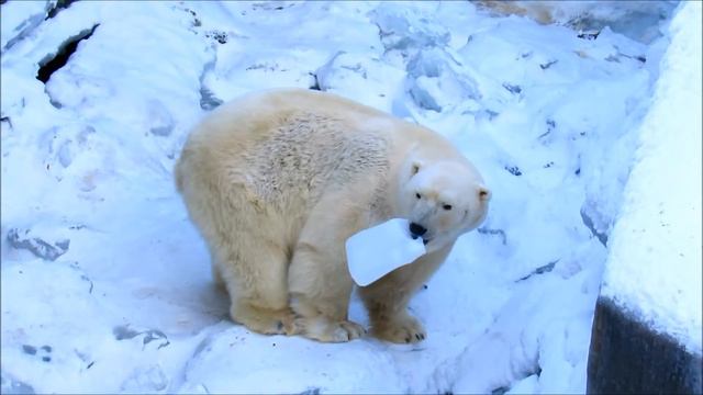 Белый медведь Кай и канистра ( ч. 2). 30.12.18 г. смотреть онлайн