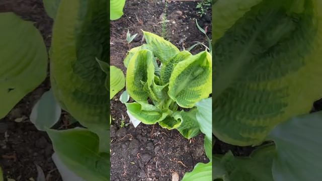 hosta lakeside prophecy fulfilled. Хоста лайкесайд професи фунфилд смотреть онлайн