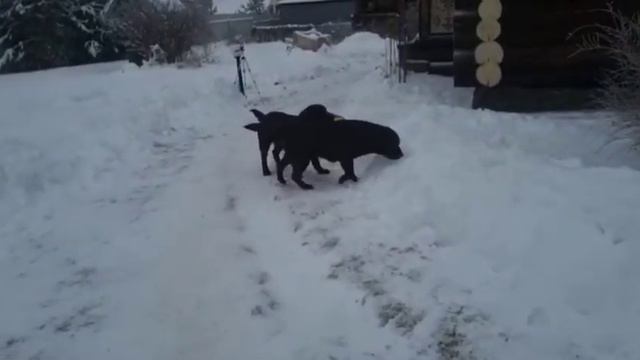 ИНСТИНКТЫ У СОБАКИ НУЖНО РАСКРЫТЬ..... смотреть онлайн