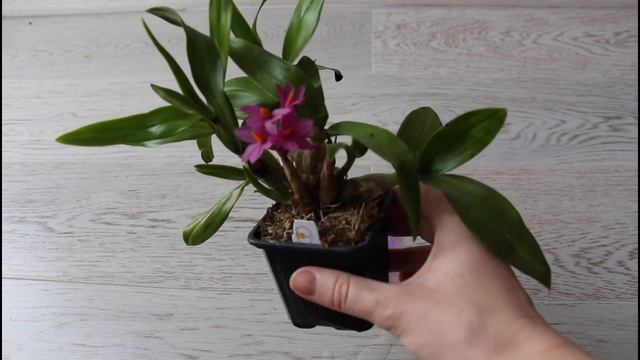 Dendrobium hibiki-blooming/Дендробиум хибики-цветение смотреть онлайн