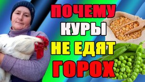 Почему куры НЕ ЕДЯТ ГОРОХ. Почему ГОРОХ так важен для кур.