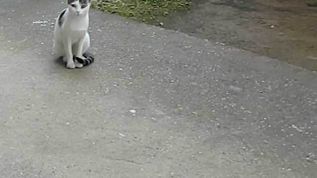 Nikon Coolpix L310 video Test смотреть онлайн