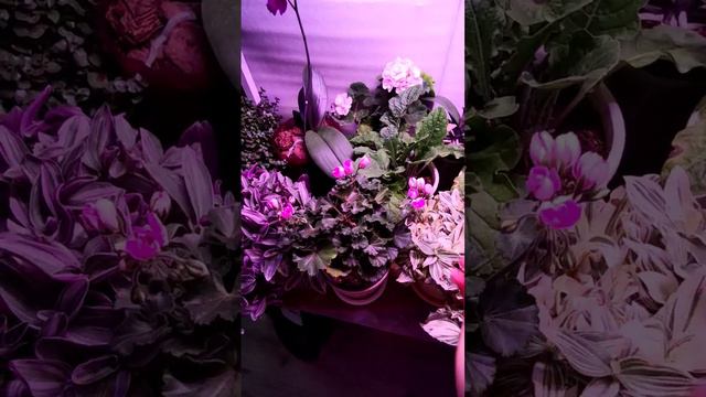 Где зимуют маточные растения #красота #цветы #пеларгония смотреть онлайн