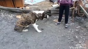 Алабай 7 месяцев ,  Артёму 10 лет