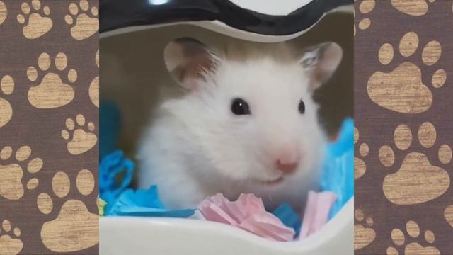 ХОМКА я люблю покушать)) Смешное видео про ДЖУНГАРИКОВ ХОМЯЧКОВ!