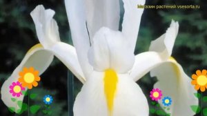Ирис Белый эксельсиор. Краткий обзор, описание характеристик, где купить луковицы White excelsior