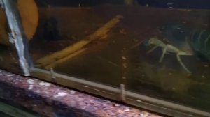 АККР (красноклешневой рак) дозировка кормления