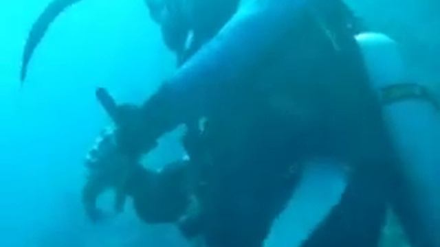 ahmeds flute-fish смотреть онлайн