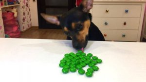 Learn colors with DOG Собака той терьер ест ШОКОЛАД КОНФЕТЫ Смешные собачки Милые собачки