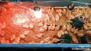 Бройлеры. День 4-9. Понос у циплят