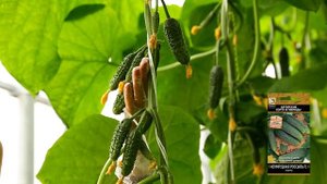 Огурцы сорта Изумрудная россыпь