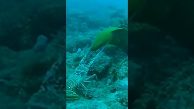 Weird fight marine life #scuba #diving #suscribe #trending #viral