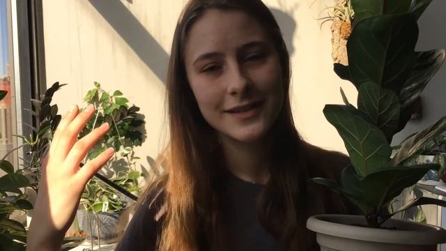 FOLIAGE FRIDAY | How I Care for Ficus lyrata 'Compacta' or 'Bambino' смотреть онлайн