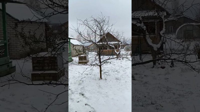 А листья и пару яблок, ещё до сих пор висят! Яблоки в ноябре. Сад. Блог о даче.