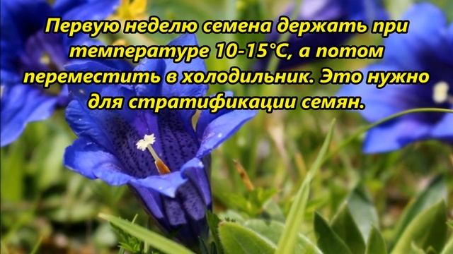 Какие цветы сажать в декабре январе смотреть онлайн