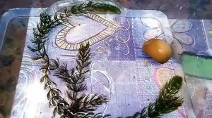 Выращивание мальков улиток Ампулярия нюансы подробности. Почему Дохнут?