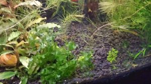 Аквариум на земле. Две недели после посадки растений и месяц после запуска.