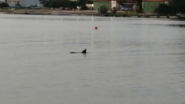 В севастопольской бухте плавает ослабевший дельфин смотреть онлайн